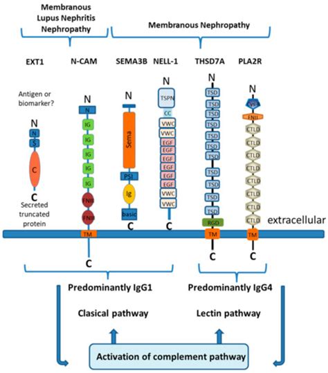 Advances in Membranous Nephropathy