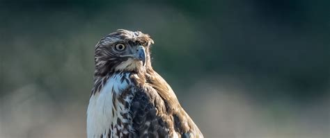 Download wallpaper 2560x1080 buzzard, bird, branch, blur, wildlife dual ...