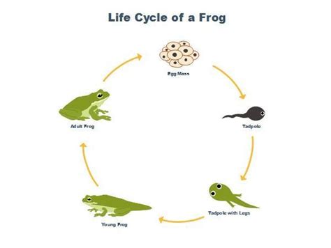 what are the changes come in the life cycle of frog during ...