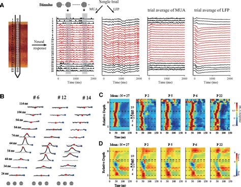 Primary Visual Cortex 的图像结果