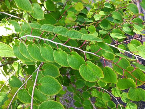 Browse T | Hortus Botanicus Leiden, Netherlands