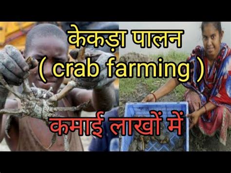 crab farming information