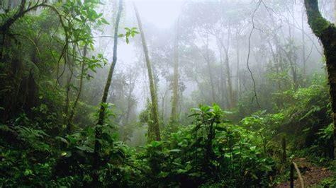 10 oldest forests in the world and the countries they are in