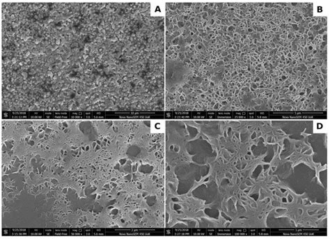Synthesis and Characterization of Zinc Oxide Nanoparticles Using Acacia ...