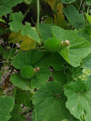 KOO Retails Spine gourd - Kantola- Kakrol 10 plants roots Seed Price in ...
