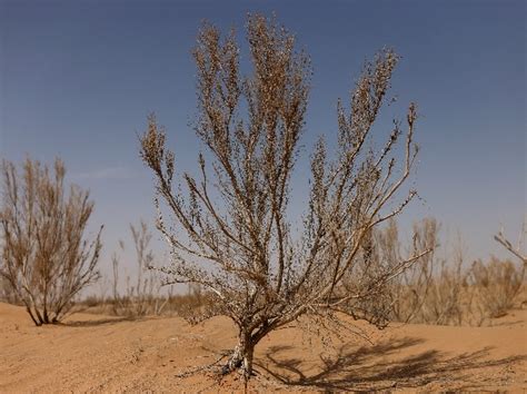 How Chinese Farmers Are Turning Gobi Desert Green