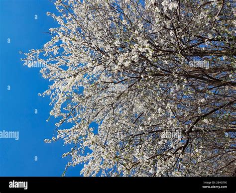 White flowering shrubs Stock Photo - Alamy