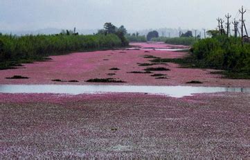 ‘Pink Blooms’ in Kole wetlands of Kerala - GS SCORE