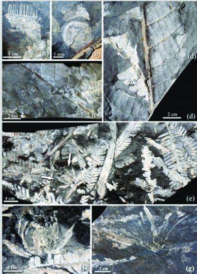 南京发现1.9亿年前铁树花化石(图)|铁树|化石_新浪新闻
