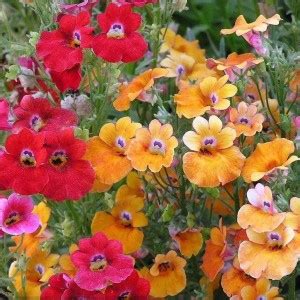 KANAYA Nemesia Carnival Flower Seed Price in India - Buy KANAYA Nemesia ...