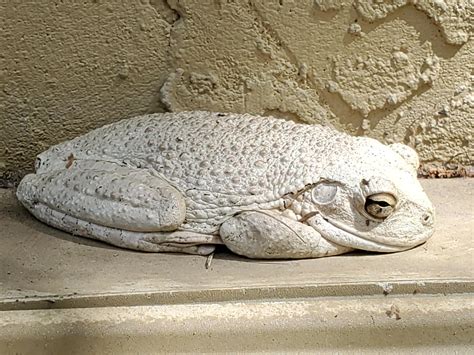 White frog that lays around all day, has been coming and going for ...