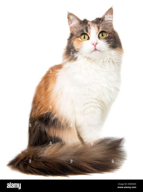 Fluffy long hair cat sitting isolated on the white background Stock ...
