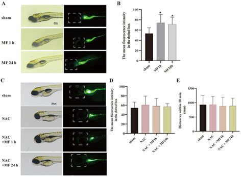 50 Hz Magnetic Field Exposure Inhibited Spontaneous Movement of ...