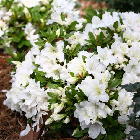 Azalea Flowering Plant - Nestreeo.com