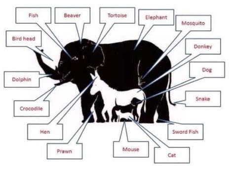 How many animals can u see here? - Brainly.in