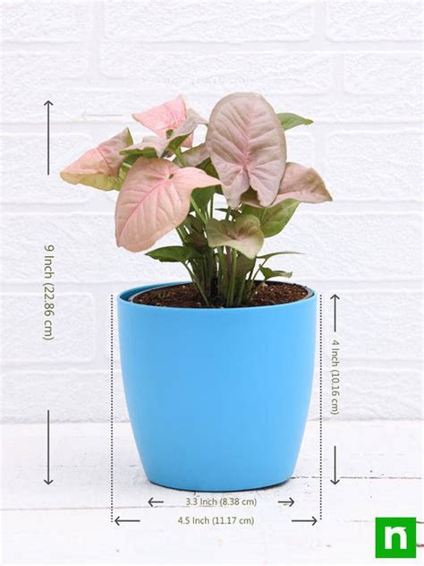 Buy Syngonium (Pink) - Plant online from Nurserylive at lowest price.