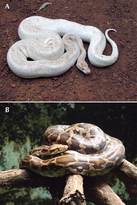 Pythonidae Types 的图像结果