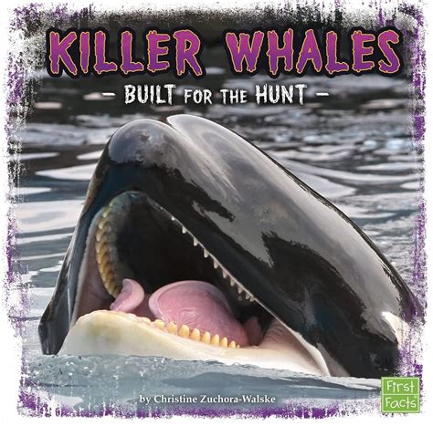 Killer Whales: Built for the Hunt (Predator Profiles) : Zuchora-Walske ...