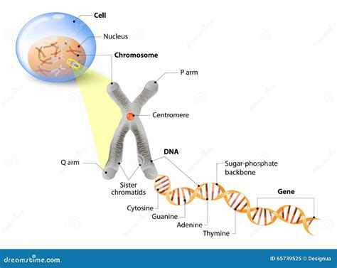 Cell, Chromosome, DNA And Gene Stock Vector - Image: 65739525