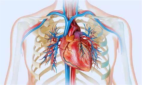 Aficamten superior to metoprolol for symptomatic obstructive ...