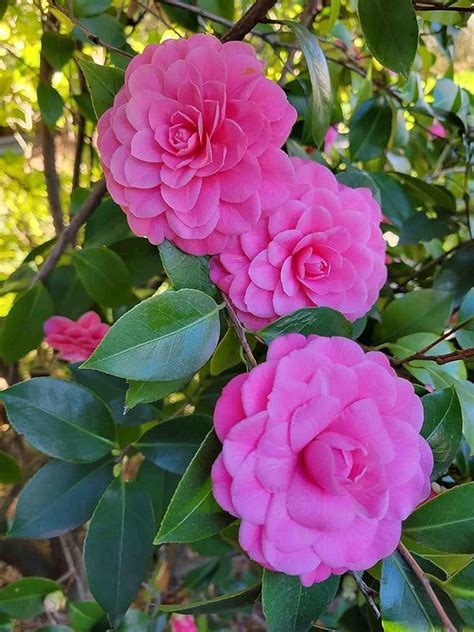 Manju Nursery Pink Camelia Cameliya flower plant Camellia japonica ...