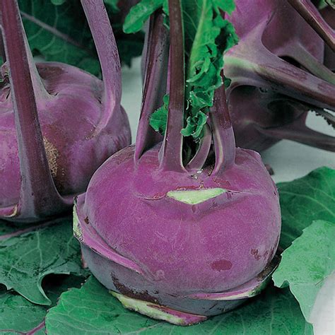 Knol Khol " Purple Vienna " Exotic 20 Vegetable Seeds – Floral Treasure