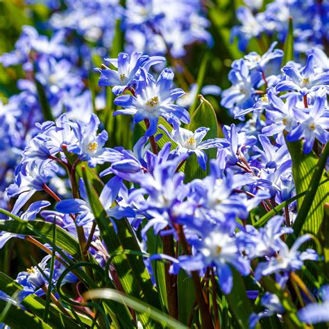 Blue Spring Flower Names