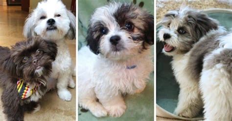 Image result for Cockapoo Cocker Spaniel and Poodle Mix