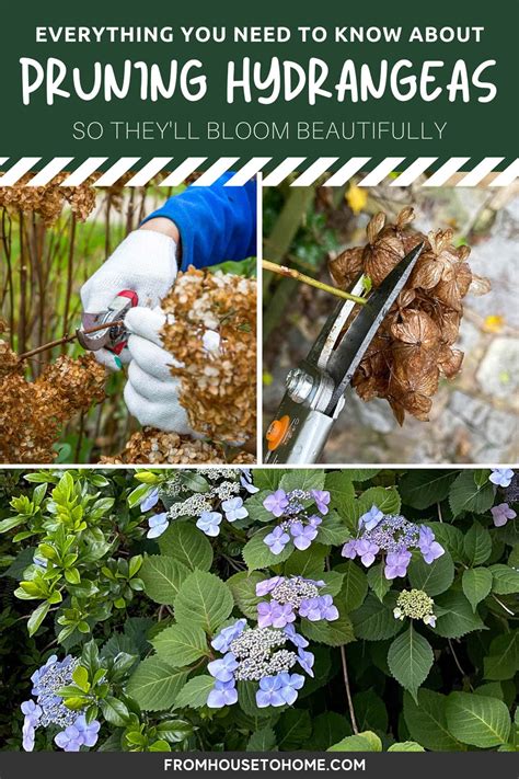 Pruning Hydrangeas (The Ultimate Guide) | Pruning hydrangeas, When to ...