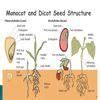 prepare an album of monocot and dicot seeds. - Brainly.in