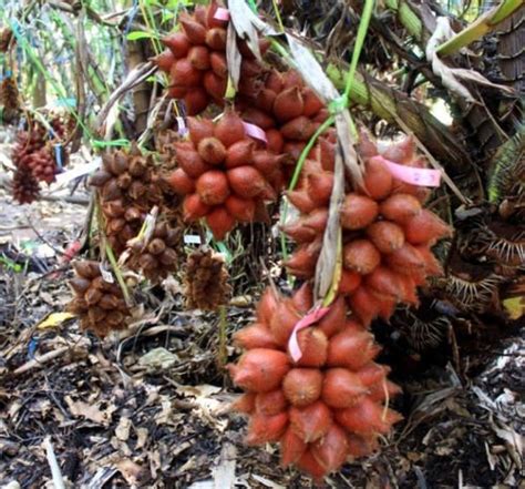 Salak / Snake Fruit (Salacca zalacca) EXOTIC FRUIT healthy live plant ...
