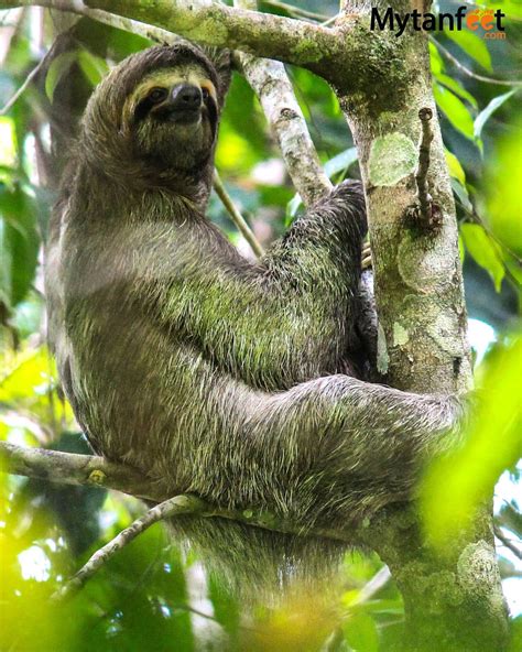 Where to see sloths in costa rica – Artofit