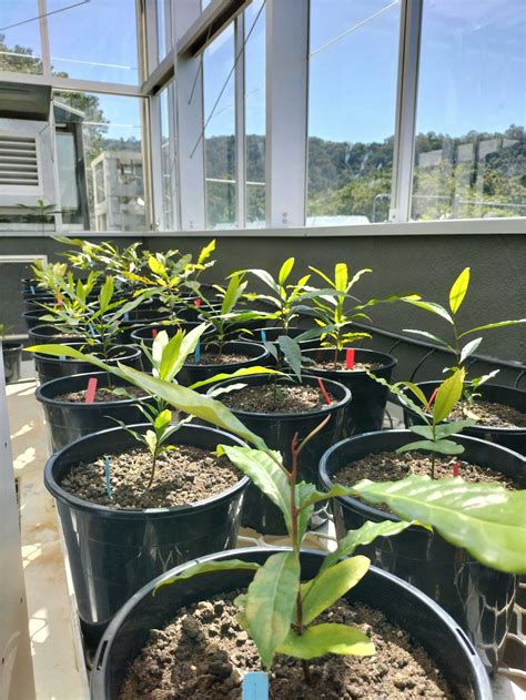 Some tropical trees cool their leaves to survive the heat — but not all species have ways to cope