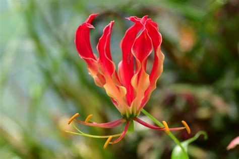 Rarest Most Beautiful Flower In The World | Best Flower Site