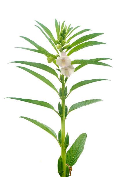 Image result for SE Samo Tree