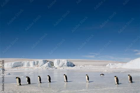 Antarctica 的图像结果
