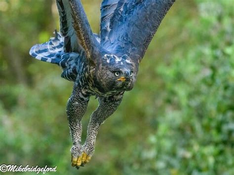 Exceeded my expectations by far - Reviews, Photos - Raptor Rescue Plett ...