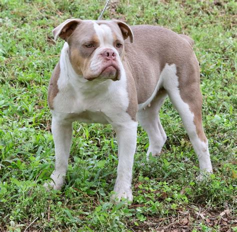 Olde English Bulldogge Puppies For Sale | Ocala, FL #276143