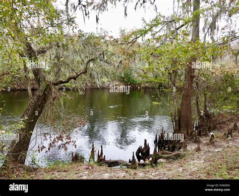 Santa Fe River, High Springs, Alachua County, Florida, USA Stock Photo ...