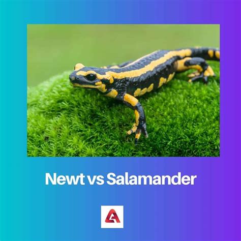 Newt vs Salamander: Difference and Comparison