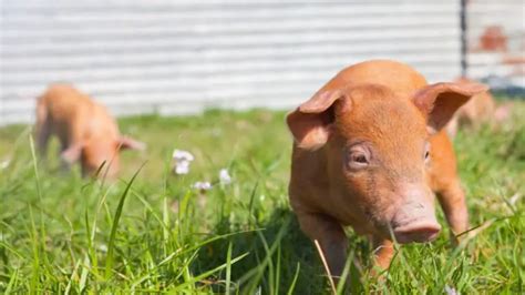 What Are Tamworth Pigs Known For? | All About Tamworth Pigs - Farm and ...