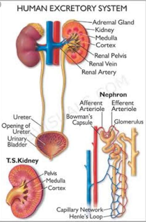 Explain exreation in human being in short - Brainly.in