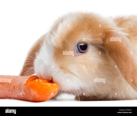 Rabbit eating carrot hi-res stock photography and images - Alamy