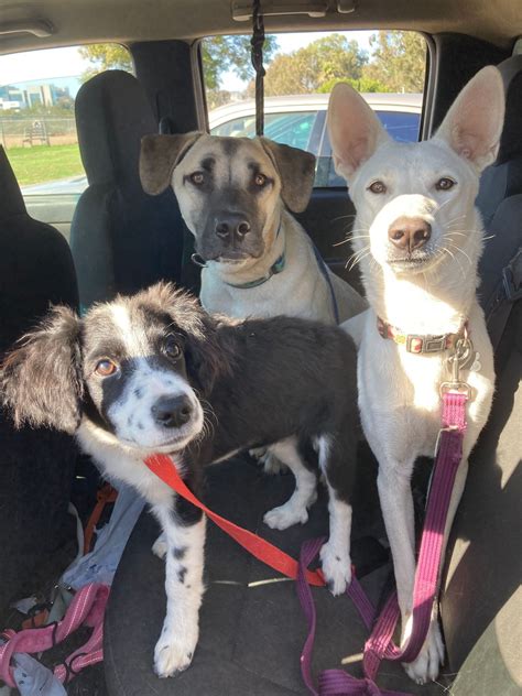 Dog Adoption Event, Grossmont Center La Mesa, 18 October 2025 | AllEvents