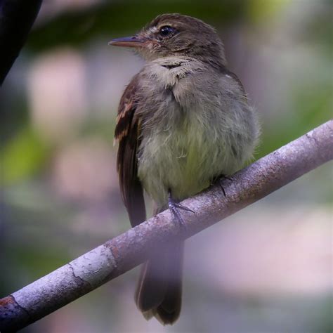 Fuscous Flycatcher (Campina) - eBird