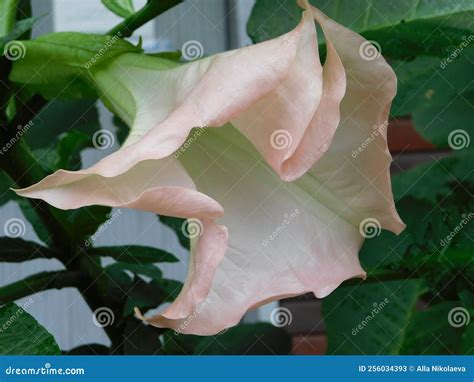 Beautiful Large Pink Flowers on the Branches of Plants Datura Stock ...