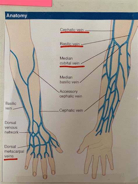 Images Of Cephalic Vein
