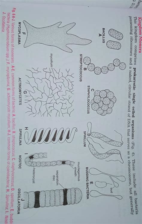 draw the picture of any organism belongtoKingdom monera - Brainly.in
