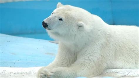 Murió Yupik, la longeva osa polar "mexicana"