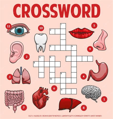 Premium Vector | Human body parts organs crossword grid worksheet
